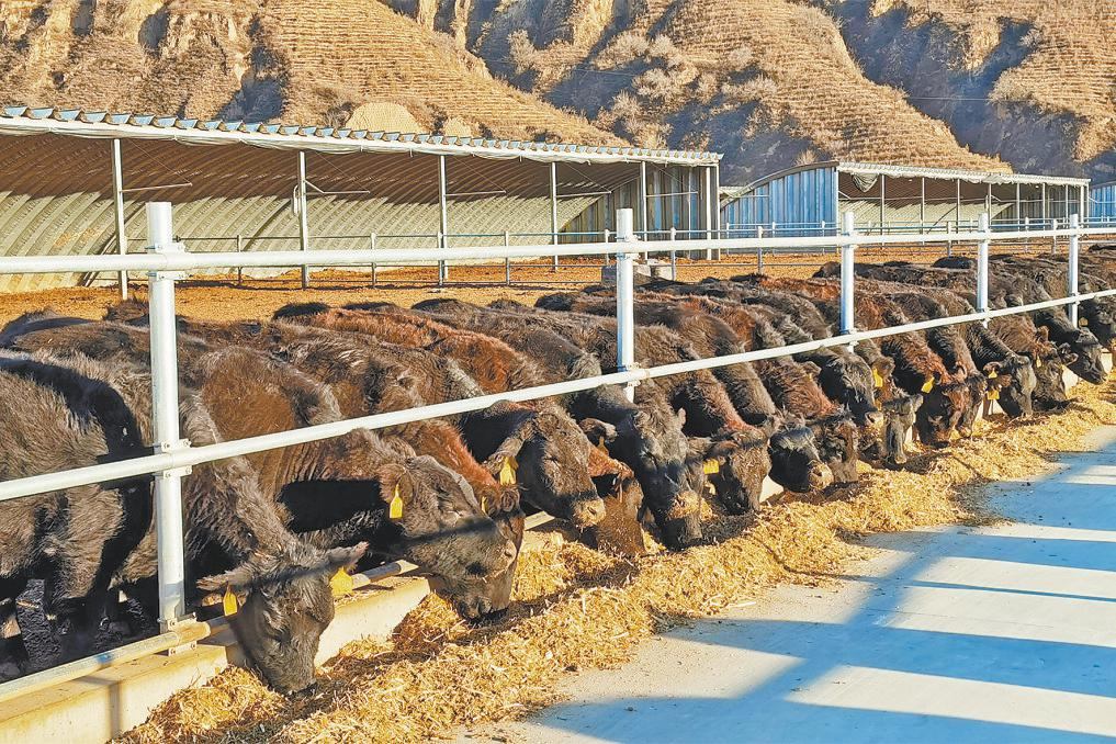 路遥故里清涧三重破局：生态产业文旅激活黄土腹地生命力